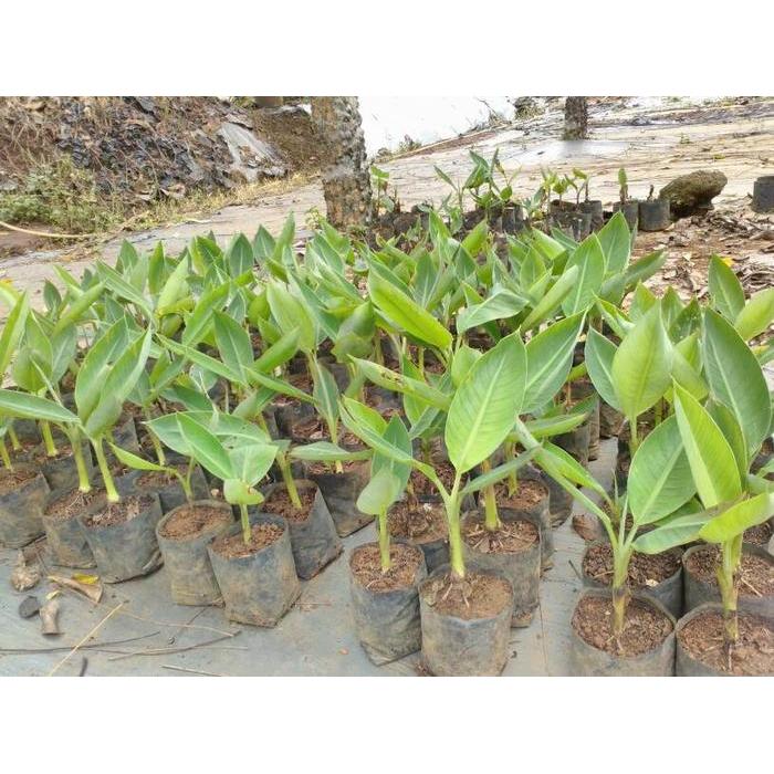 Pisang Kepok Kuning Kultur Jaringan