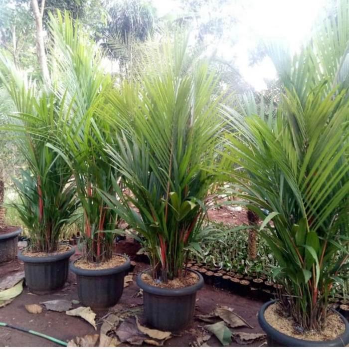 Ada Stok Tanaman hias Palem Merah // pohon palem merah 2 meter rimbun