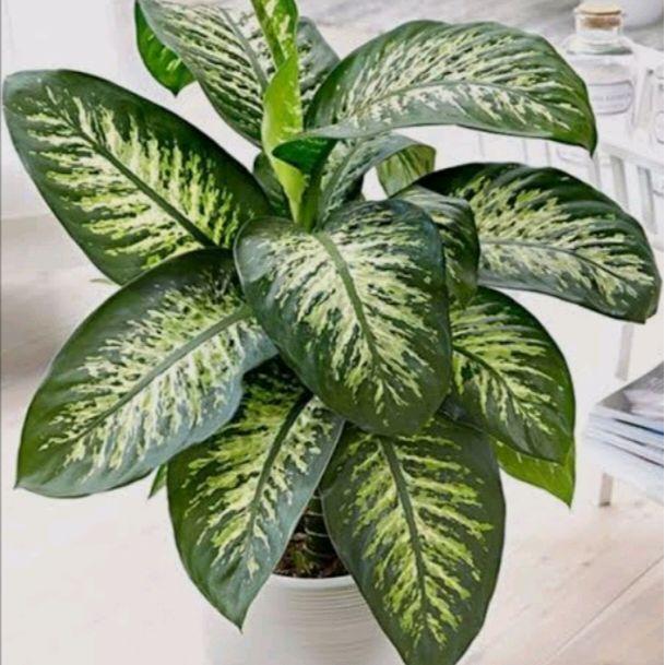 tanaman hias sri rejeki/blanceng +pot puti