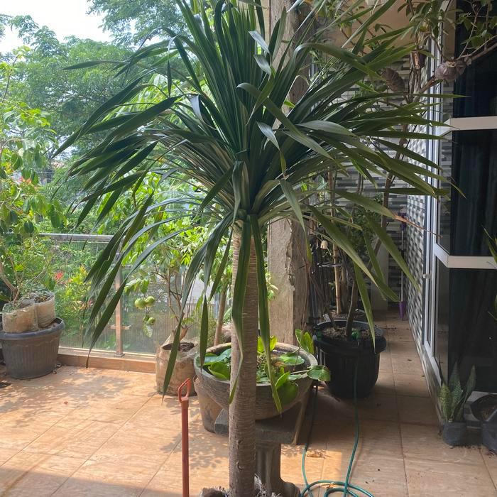 tanaman hias indoor outdoor pandan bali // pandan bali // batang besar