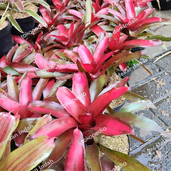 Tanaman bromelia merah JUMBO