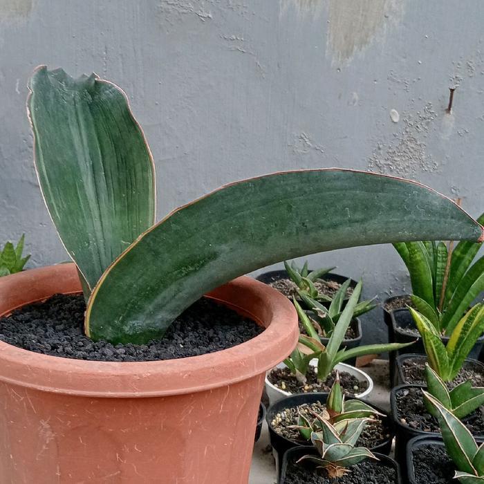 Sansevieria Sp Harare Aka /Black Dragon Varigata Induk