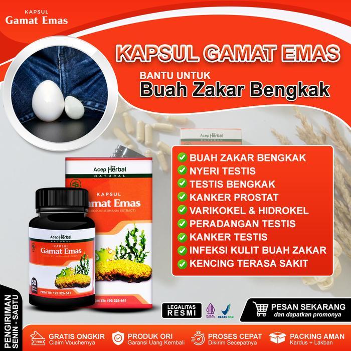 Kapsul Gamat Emas Untuk Membantu Mengatasi Varikokel Hidrokel Masalah Mr.P Testis Nyeri Bengkak
