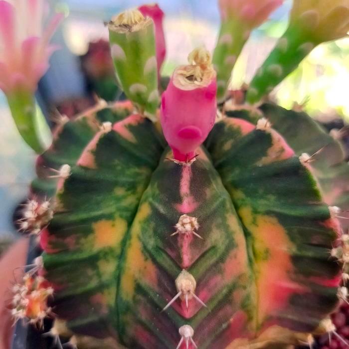 Indukan Gymnocalycium Mihanovichii variegata cakep sering berbunga