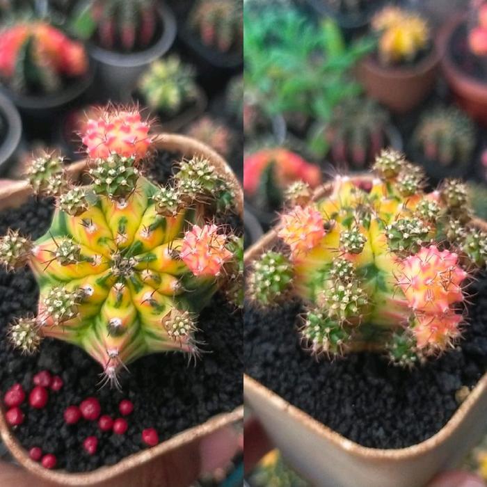 Gymnocalycium Miha Multicolor Clone B