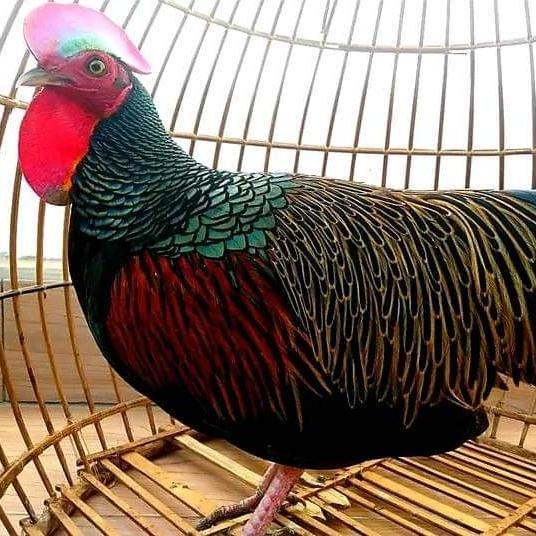 Anakan ayam hutan usia 2,5 bulan 1 jantan 4 betina total 5 ekor