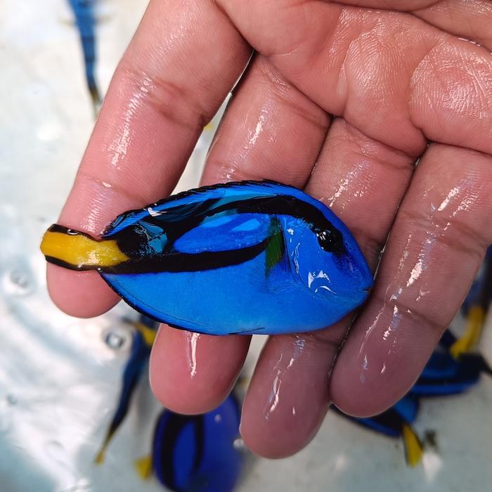 Promo Dory Dori Letter Six Ikan Dori Biru Aquarium Laut Blue Tang Terjamin