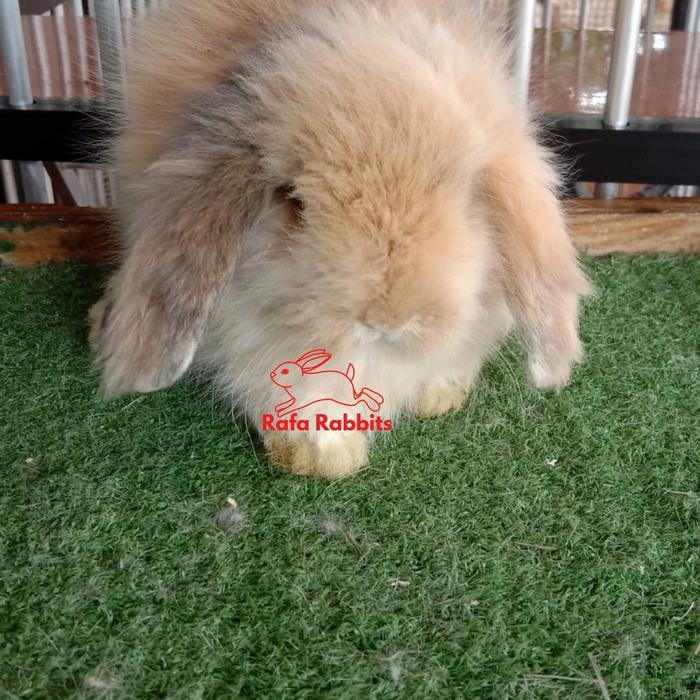 Ready anakan kelinci fuzzy lop ras asli khusus gojek dan grab