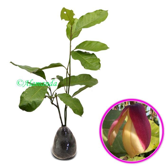 Tanaman Cempaka Kelopak Ungu