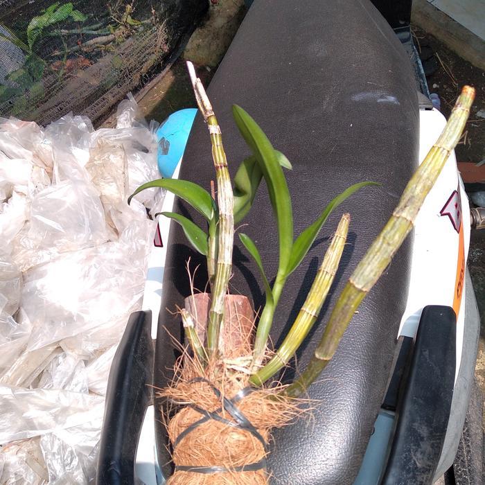 keki anggrek dendrobium albertin