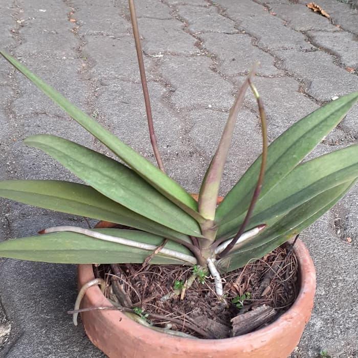 anggrek phalaenopsis doritis pulcherrima