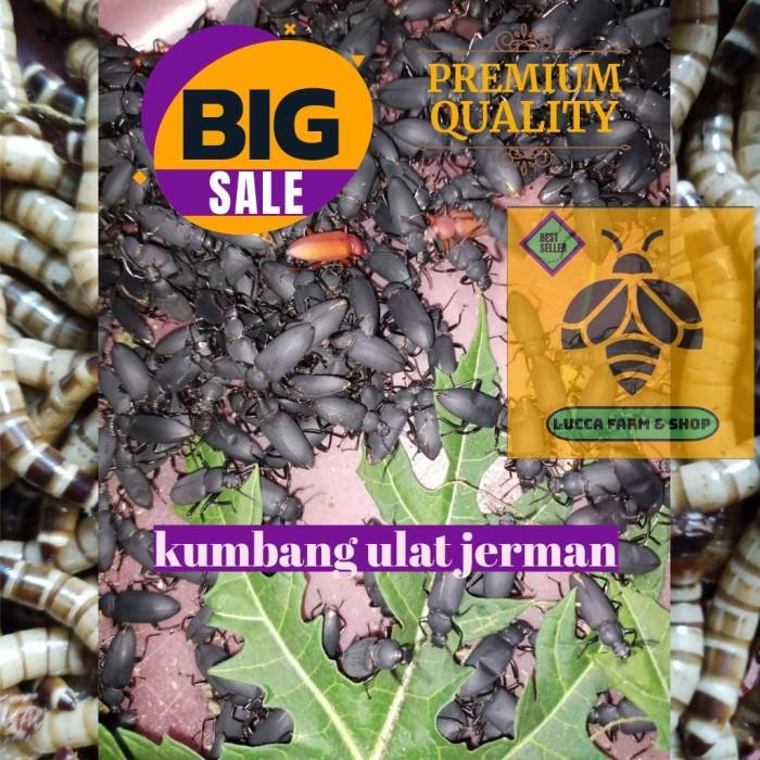 MURAH+BONUS 200 EKOR KUMBANG ULAT JERMAN BERKUALITAS