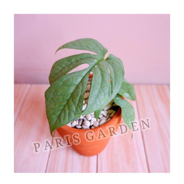 TANAMAN HIAS AMYDRIUM SILVER BIBIT - AMYDRIUM SILVER