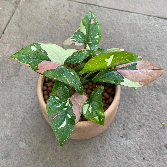 syngonium redspot tricolor