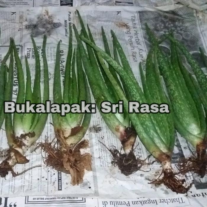 Bibit tanaman Obat Lidah Buaya JUMBO PONTIANAK KALIMANTAN