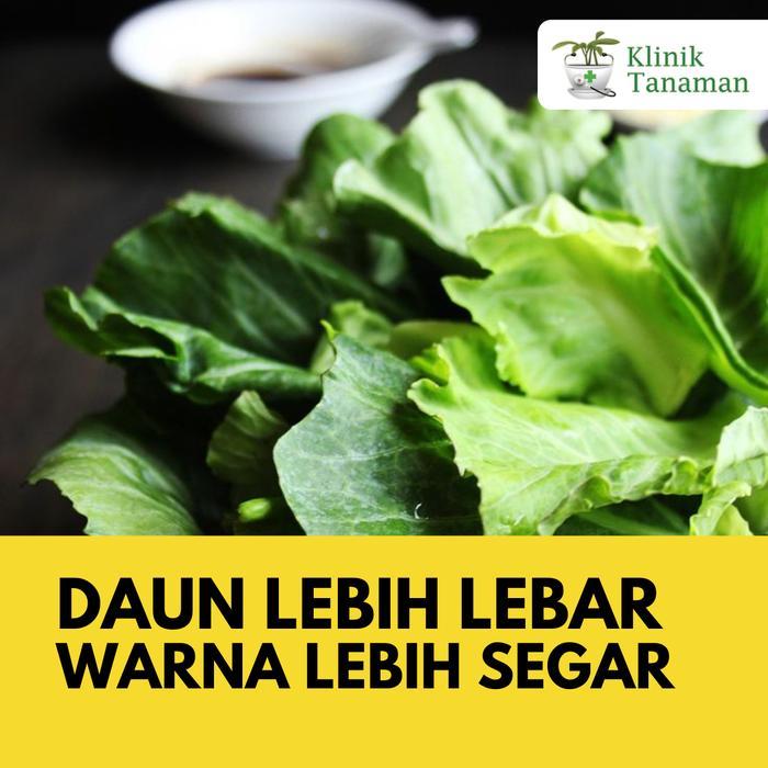 Benih Kailan Chinese Kale Winsa Sharp Leaf 20gr (5.650 Biji) Bibit Kailan Winsa Benih Kailan Ta Fung