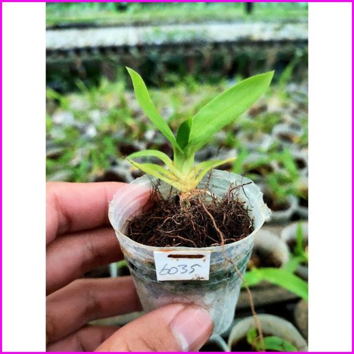 Seedling Atau Bibit Anggrek Oncidium Catante Los Robles
