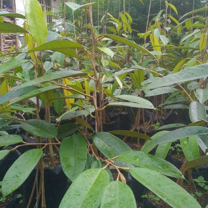 Bibit durian duri hitam kaki 3 - durian ochee