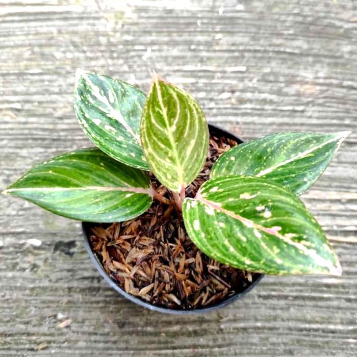 Tanaman hias aglonema jt3000 jt 3000