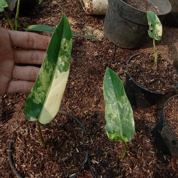 pohon philo domestikum varigata ekonomis