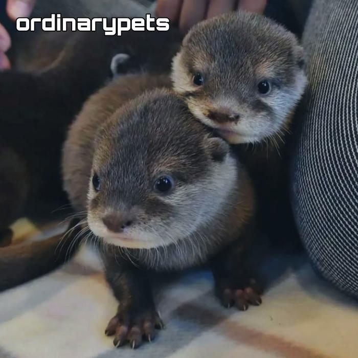 OTTER BABY / BERANG BERANG ( PETS )