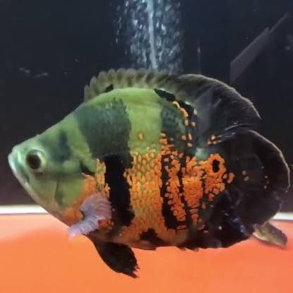 Oscar Black Tiger Short Body