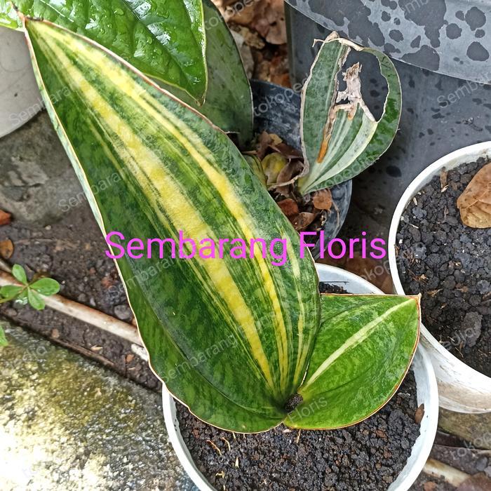 sansevieria masoniana variegata kuning/ sansivera masoniana variegata