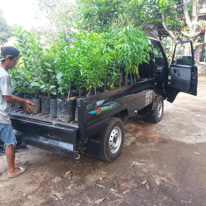 Pohon Buah Lengkeng Matalada