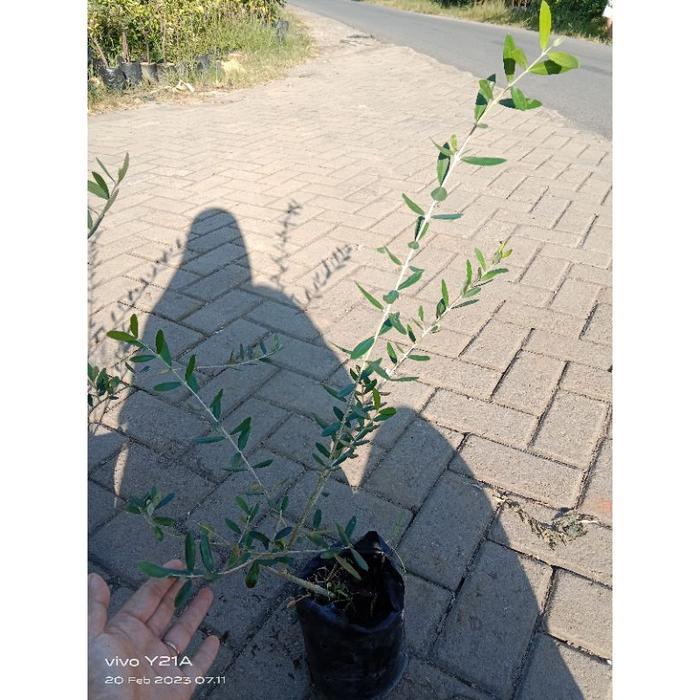 BIBIT TANAMAN POHON ZAITUN ASLI