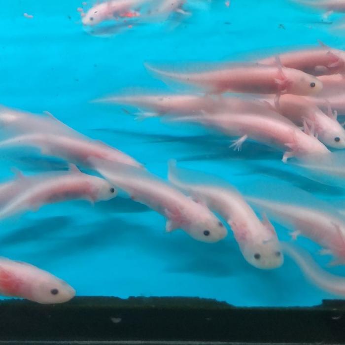 AXOLOTL LEUCISTIC SALAMANDER AXOLOTL BERBAGAI UKURAN