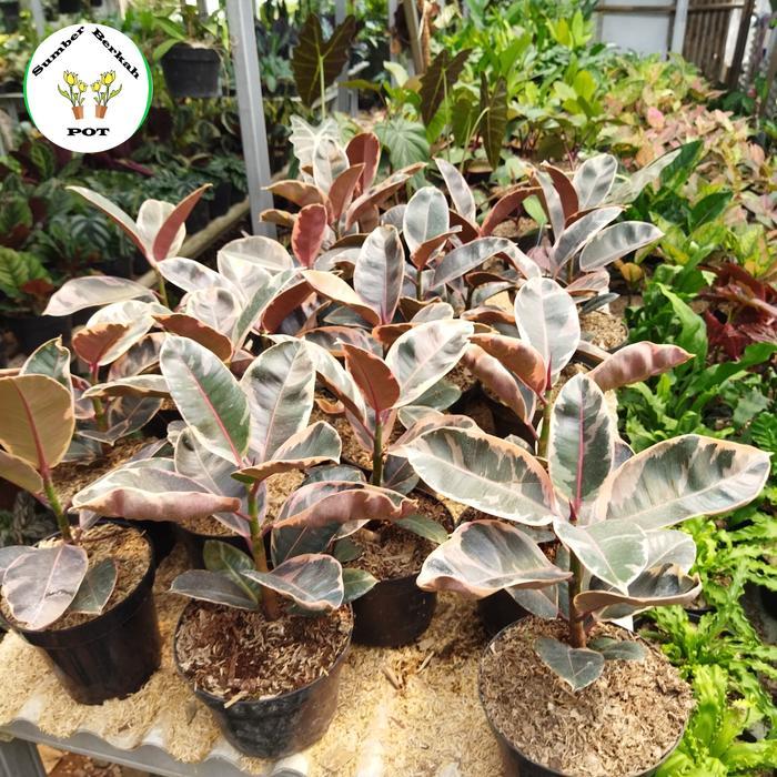 tanaman hias karet kebo ruby - ficus elastica ruby