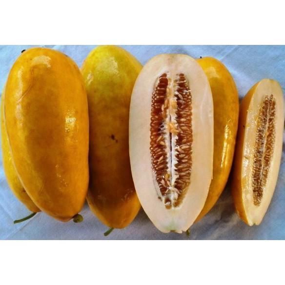 benih TIMUN SURI AURELIA IPB 50 biji - benih timun mas