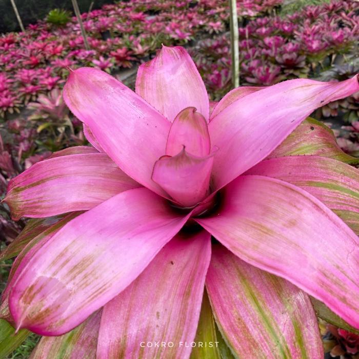 Tanaman Hias Bromelia Neo F4 PINK Dewasa - COKRO FLORIST