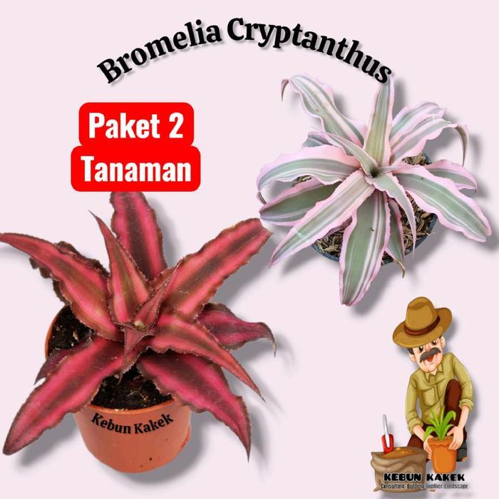 Diskon Paket 2 Bromelia Crypanhus Pink Dan Merah / Tanaman Bromelia Cryptanhus / Bromelia Mini