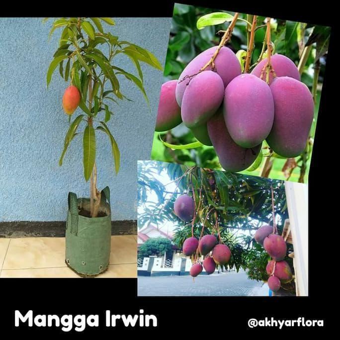 extrim Bibit Mangga Irwin Tanaman Buah Mangga Irwin Erwin Mangga Ungu