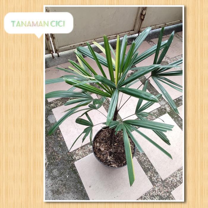 taneman palem waregu varigata real picture