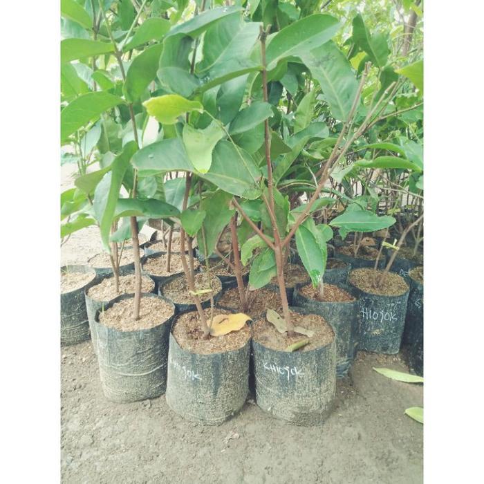 bibit cangkok jambu air kiojok