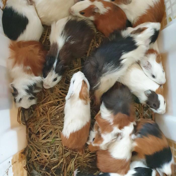 JUAL GUINEAPIG MARMUT GP MARMOOT MARMOT GUINEA PIG ANAKAN LOKAL