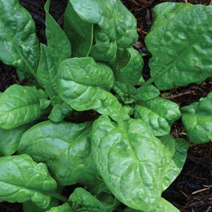 - Benih Sayur Bayam - Baby Spinach - Spinach America - Spinach Amerika