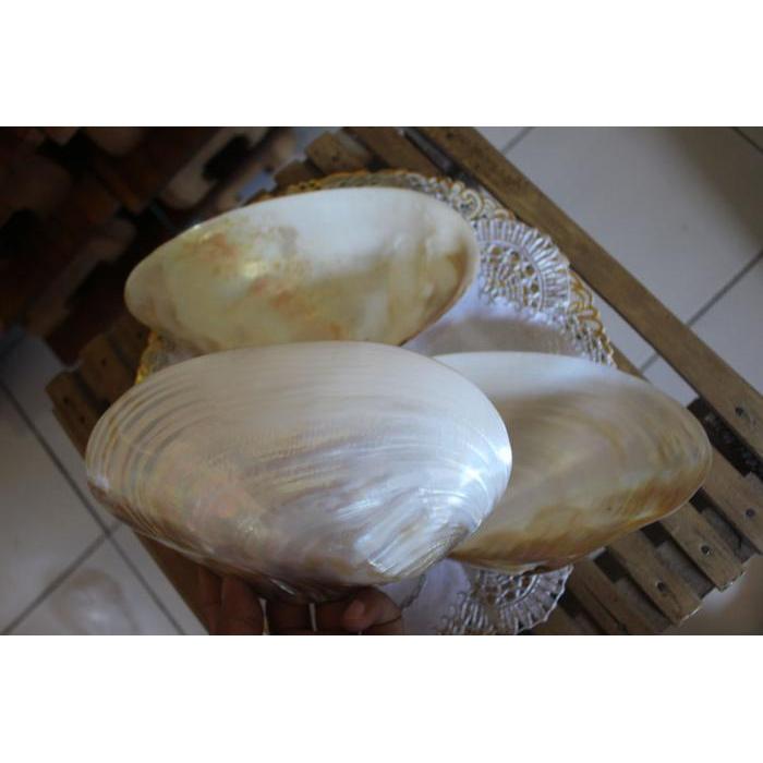 Cangkang Kerang Kopang cocok untuk kerajinan