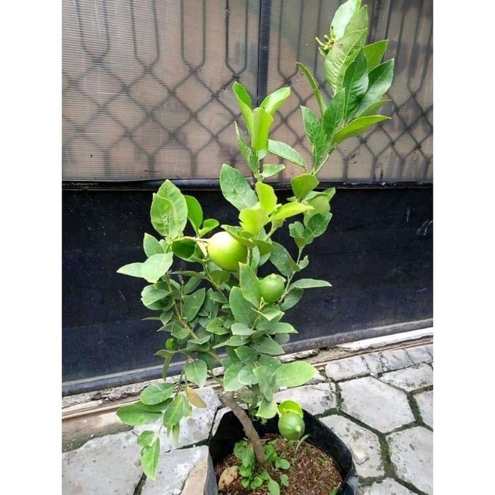 Bibit Lemon Kondisi Sudah Berbuah Tabulampot