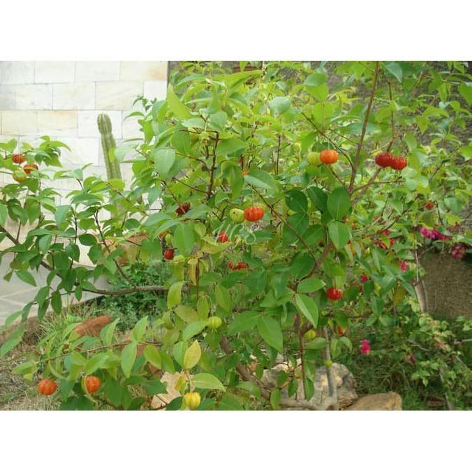 Bibit Tanaman Buah Surinam Cherry Brazilian Cherry Segar