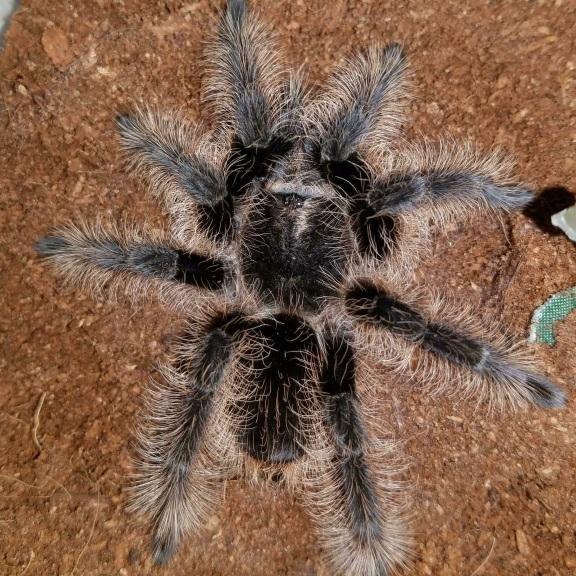 TLILTOCATL ALBOPILOSUM