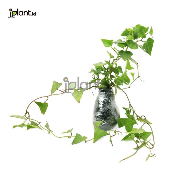 English Ivy