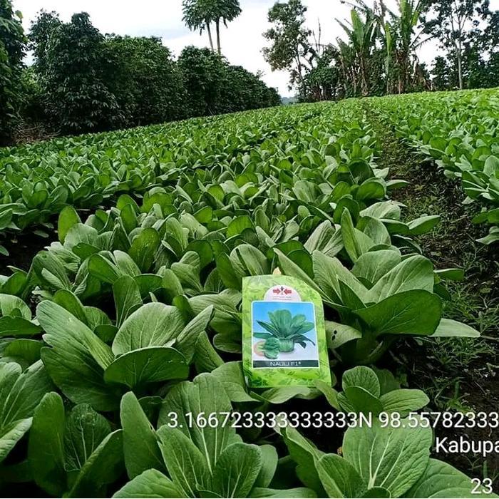 Rabbit_House23 Benih Bibit Caisim Sawi Daging Nauli F1 Isi 10 Gram Kadaluarsa 2026 (Tidak Pahit