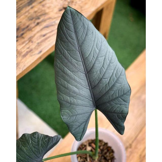 Tanaman Alocasia Regina / Alocasia reginae