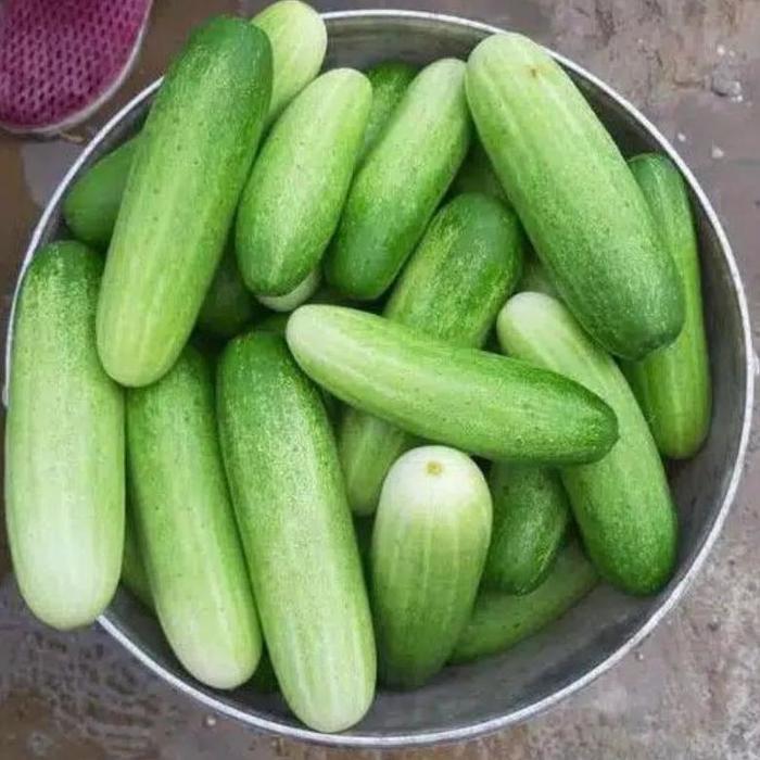 PM - Benih Baby Timun Vanesa isi 20 gram - panah merah