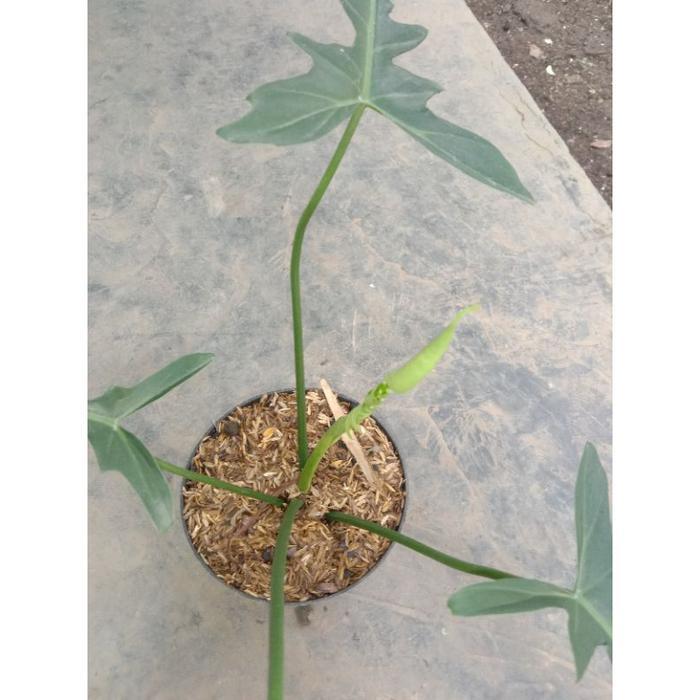 philodendron Longilobatum