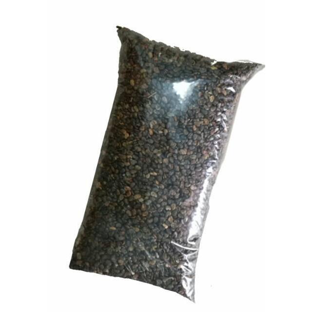 Benih Biji Kartok Enceng Enceng Orok Orok