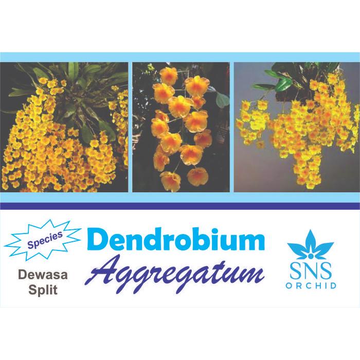 Dendrobium Aggregatum Dewasa Siap Bunga Anggrek Dendro Agregatum Spesi